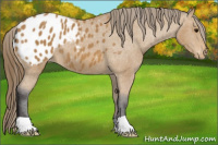 Horse Color:Buckskin Appaloosa 