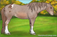Horse Color:Chestnut Appaloosa 