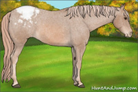 Horse Color:Chestnut Appaloosa