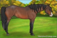 Horse Color:Brown Roan Splash 