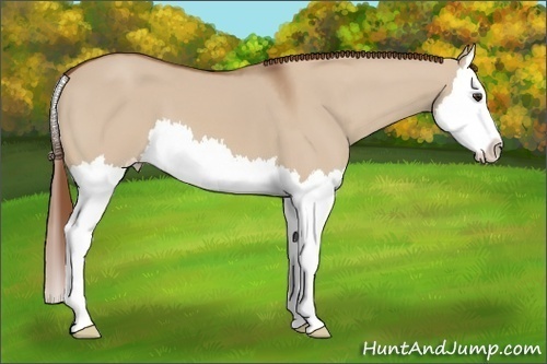 Horse Color: Red Dun Splash 