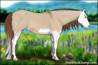 Horse Color:Red Dun Splash 