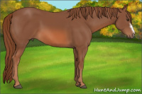 Horse Color:Chestnut Frame