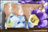 Horse Color:White Spotted Bay Roan