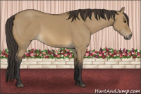 Horse Color:Buckskin Dun