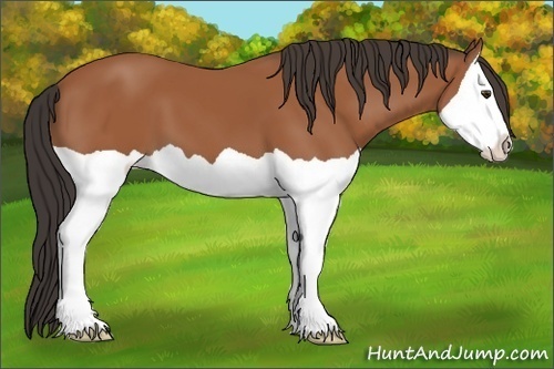 Horse Color:Bay Splash 
