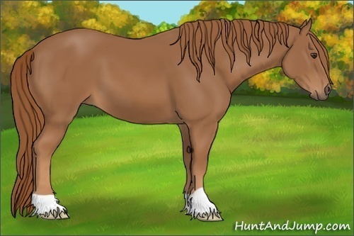 Horse Color: Unknown 
