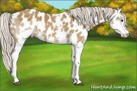 Horse Color:Chocolate Palomino Splash Near Leopard 