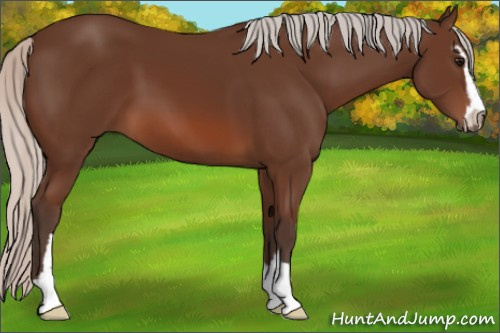 Horse Color: Silver Brown Sabino 