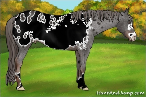 Horse Color: Unknown 