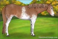 Horse Color:White Spotted Chestnut