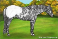 Horse Color:Black Appaloosa 