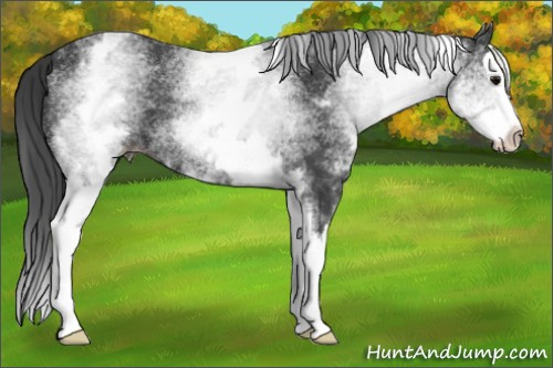 Horse Color: White Spotted Black Splash 
