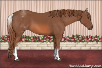 Horse Color:White Spotted Liver Chestnut 