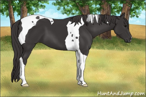 Horse Color: Smoky Black Tobiano 