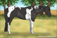 Horse Color:Smoky Black Tobiano 