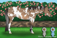 Horse Color:White Spotted Bay Dun