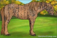 Horse Color:Brown Rabicano Brindle