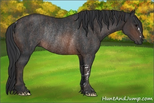 Horse Color: Brown Rabicano  Brindle
