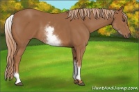 Horse Color:White Spotted Chestnut 