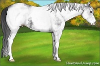 Horse Color:White Spotted Black 
