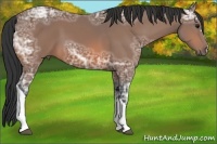 Horse Color:Bay Ice