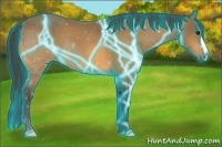 Horse Color:Thunderstruck Buckskin 