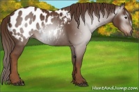 Horse Color:Gray Chestnut Appaloosa 