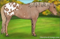 Horse Color:Chestnut Appaloosa