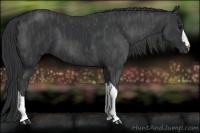 Horse Color:Black  Brindle