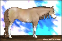 Horse Color:Black Pearl Sabino