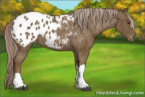 Horse Color: Chocolate Palomino Blanket Rabicano 