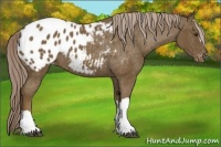 Horse Color:Chocolate Palomino Appaloosa Rabicano 