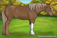 Horse Color:Chocolate Palomino 