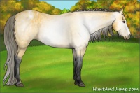 Horse Color:Gray Buckskin Blanket 