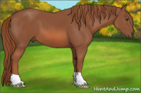 Horse Color:Liver Chestnut 