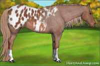 Horse Color:Liver Red Roan Appaloosa 