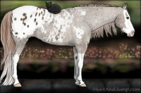 Horse Color:Red Dun Ice Sabino Splash Appaloosa 