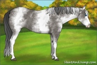 Horse Color:White Spotted Grullo Splash 
