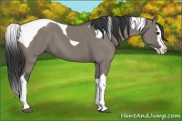 Horse Color:Grullo Splash Tobiano 