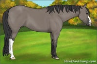 Horse Color:Grullo 