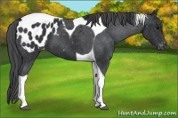 Horse Color:Black Tobiano Blanket 