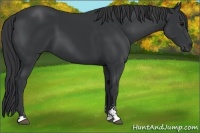 Horse Color:Black Sabino