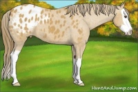 Horse Color:Buckskin Splash Blanket 