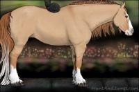 Horse Color:Red Dun Sabino Splash