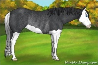 Horse Color:Black Splash Rabicano 