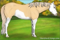 Horse Color:Palomino Dun Splash 