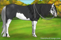 Horse Color:Black Splash 