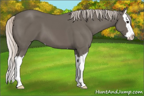 Horse Color: Silver Black Sabino Splash 