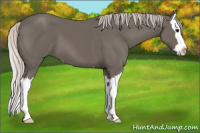 Horse Color:Silver Black Sabino Splash